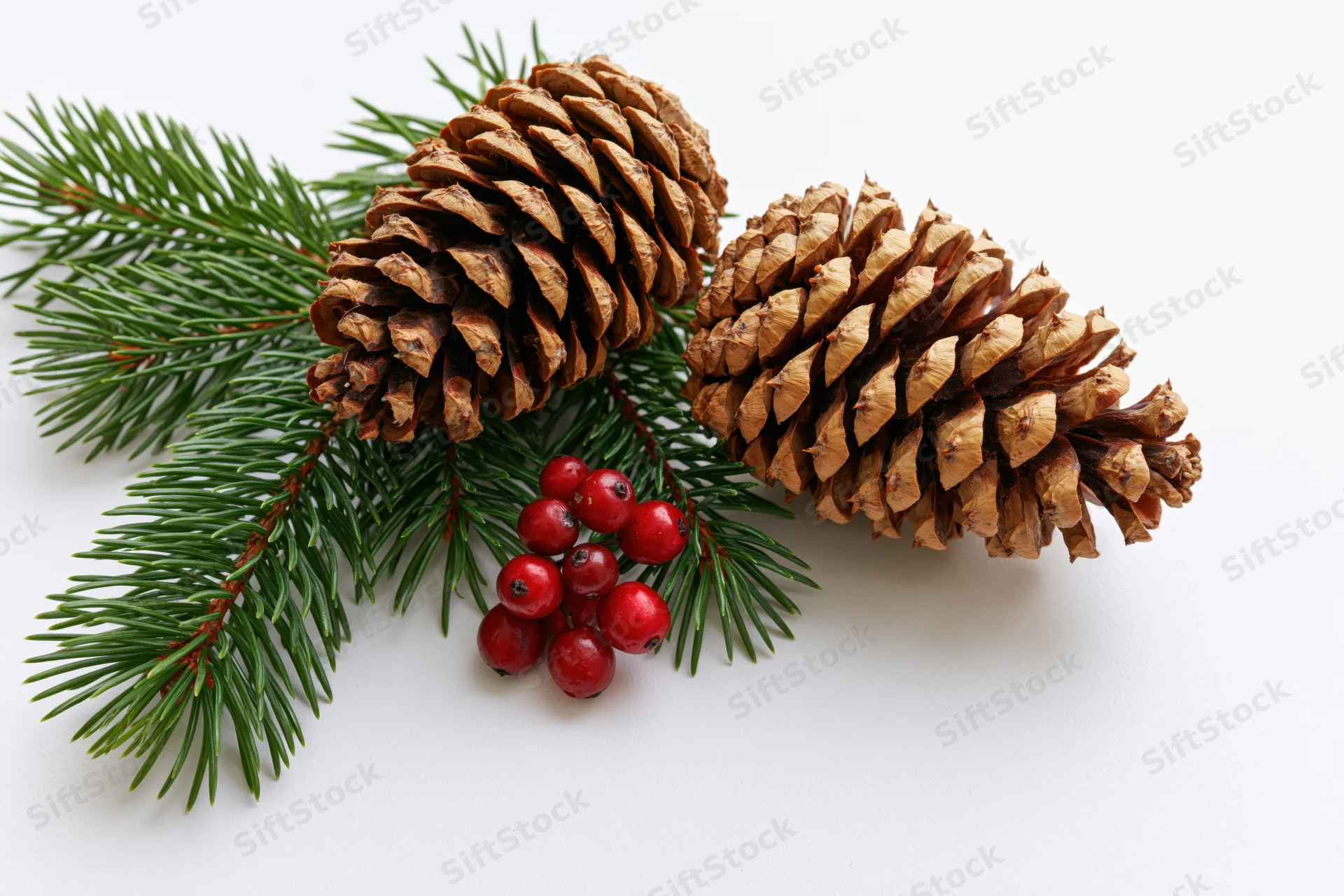 Pine cones and evergreen sprigs with red berries arranged on white background