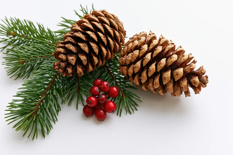 Pine cones and evergreen sprigs with red berries arranged on white background