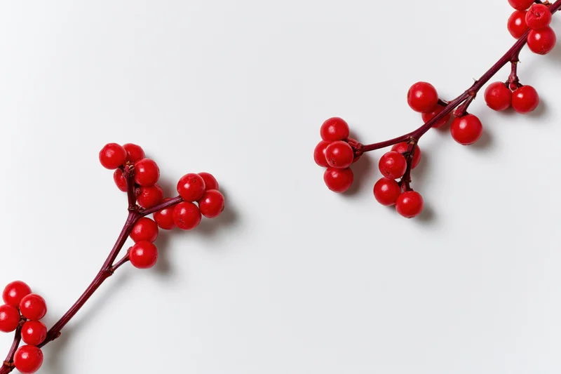 Glossy red winter berries on branches arranged diagonally on white background
