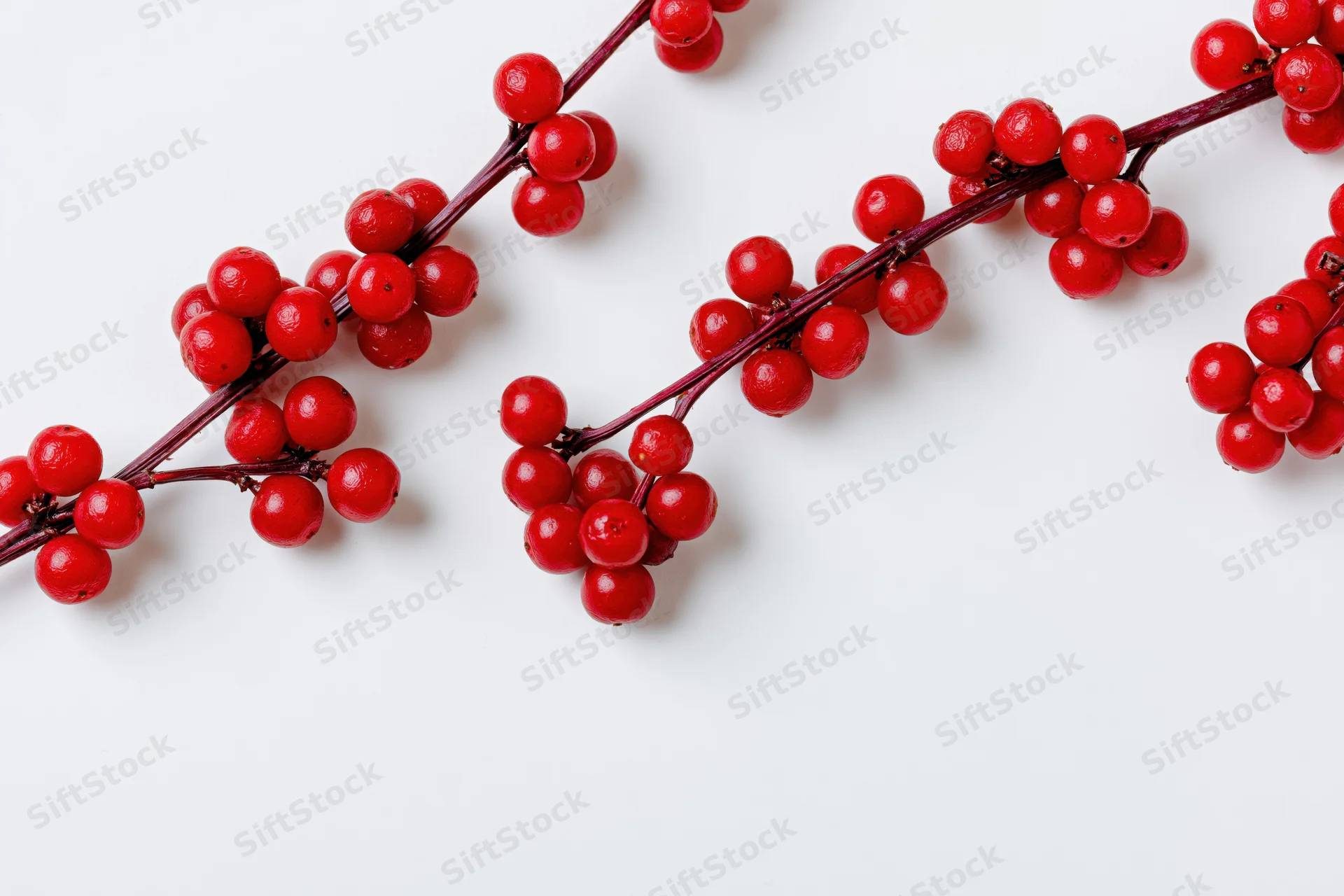 Glossy red winter berries on branches arranged diagonally on white background