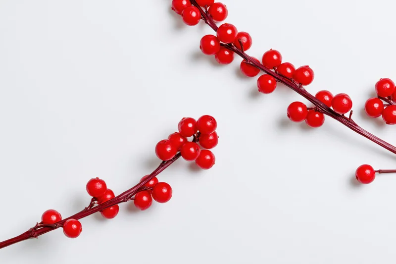 Glossy red winter berries on branches arranged diagonally on white background