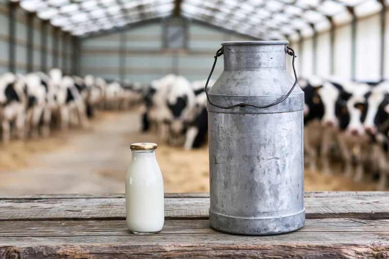 Milk bottle and vintage aluminum milk can on wooden table in barn with cows in background