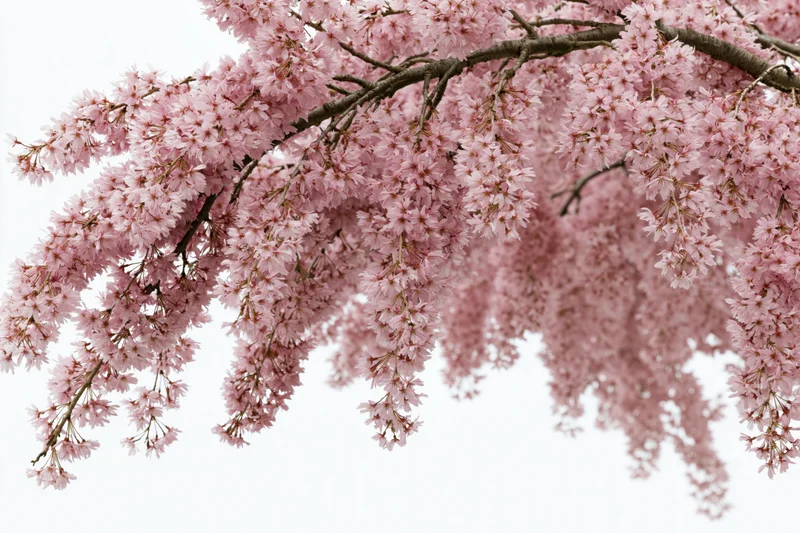 Weeping cherry tree branches covered in pink blossoms against white background