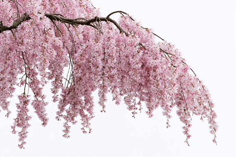Weeping cherry tree branch with dense pink blossoms isolated on white
