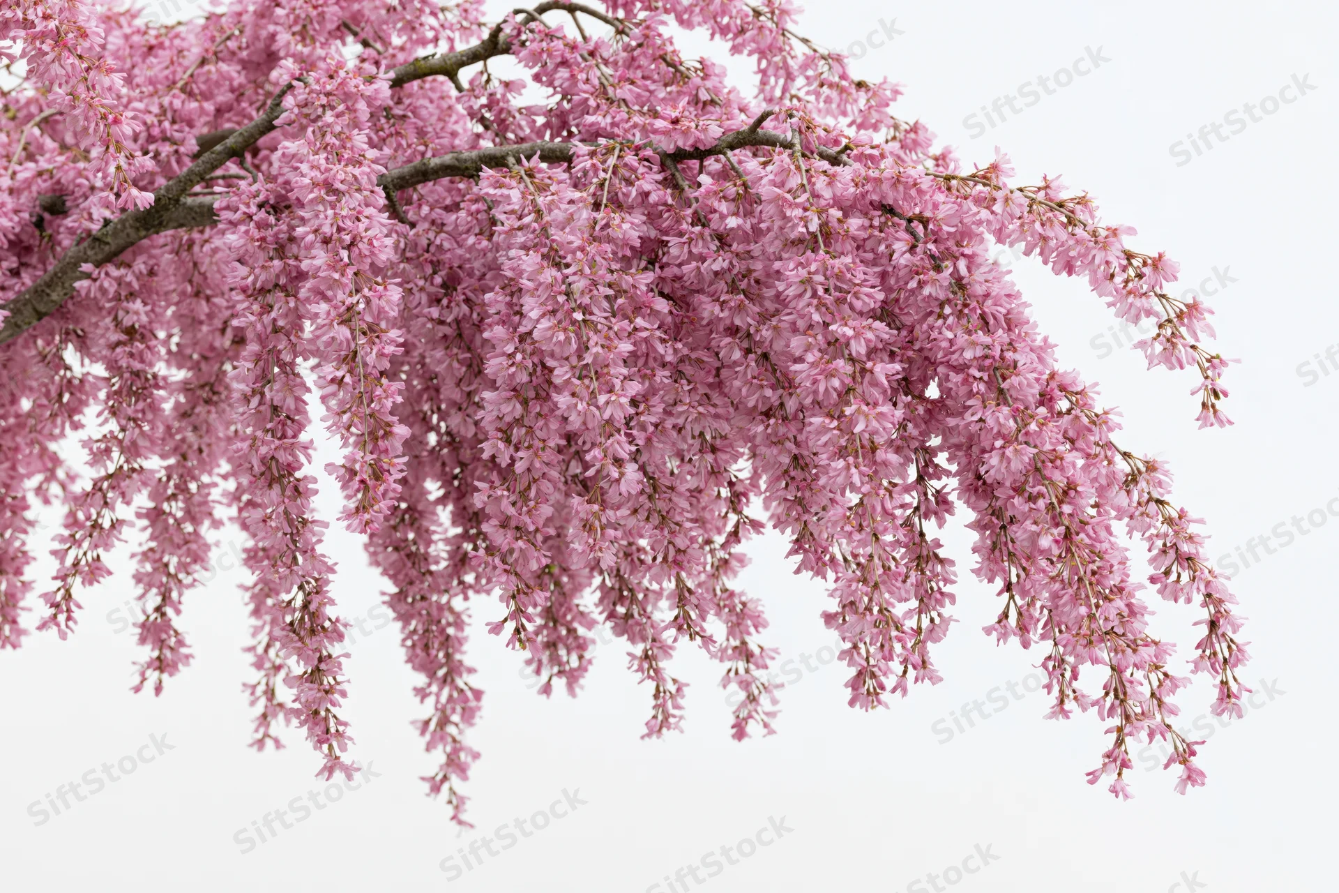 Weeping cherry tree branch densely covered in pink blossoms against white background