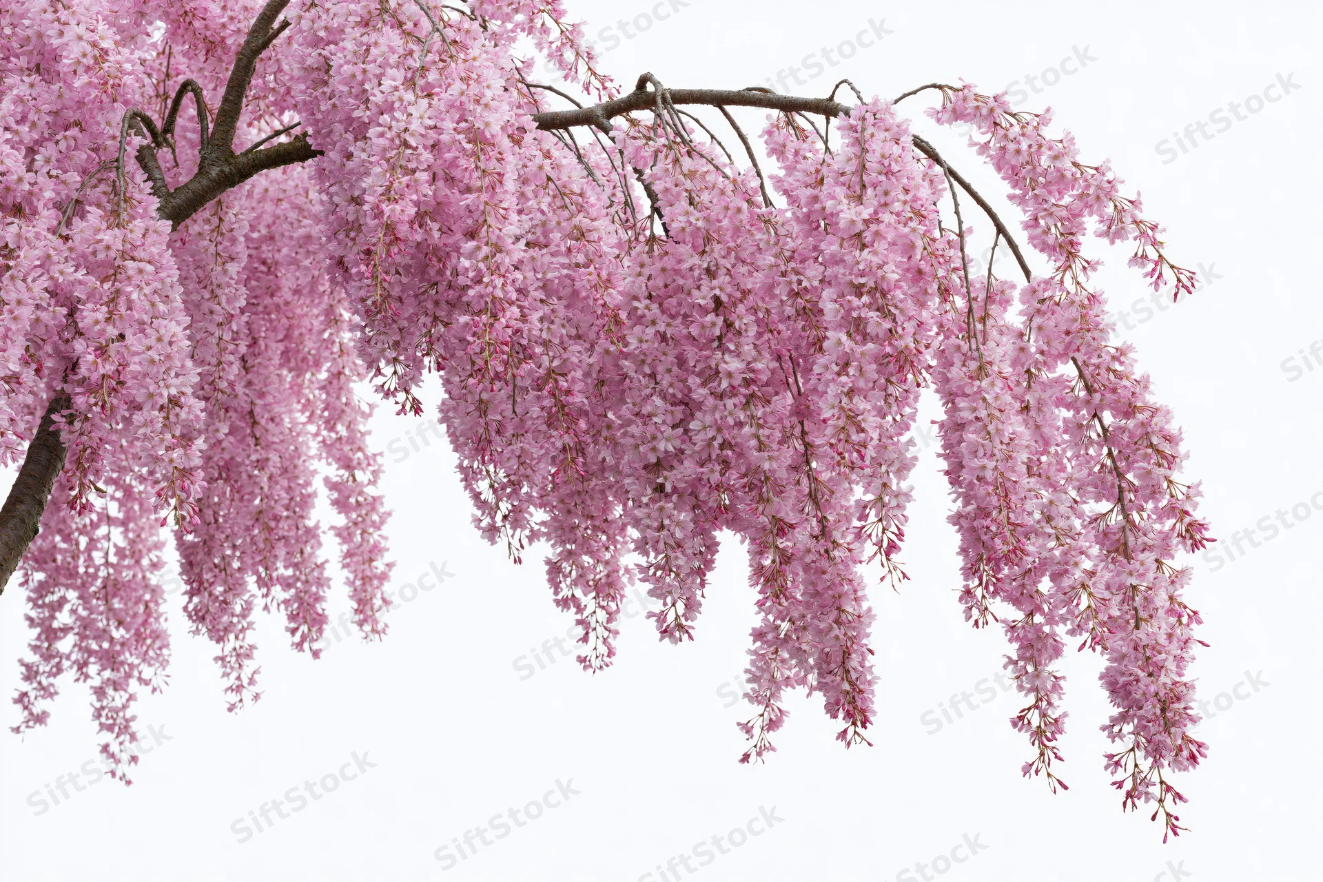 Weeping cherry tree branches densely covered in pink blossoms against white background