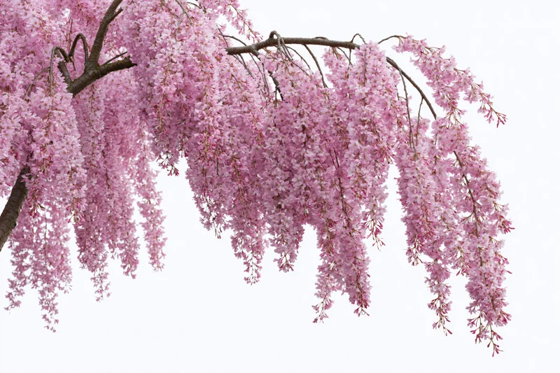 Weeping cherry tree branches densely covered in pink blossoms against white background
