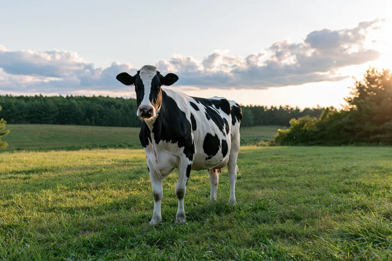 Holstein cow standing in a grassy pasture at sunset
