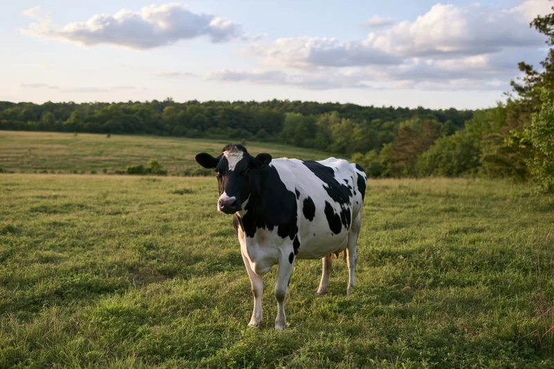 Holstein cow standing in a green pasture with trees in the background