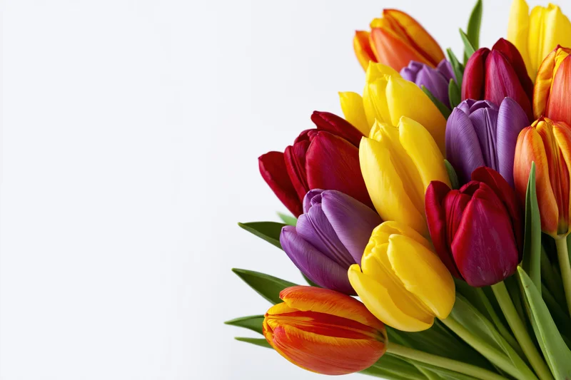 A bouquet of mixed tulips in red, yellow, purple and orange arranged on a white background with copyspace