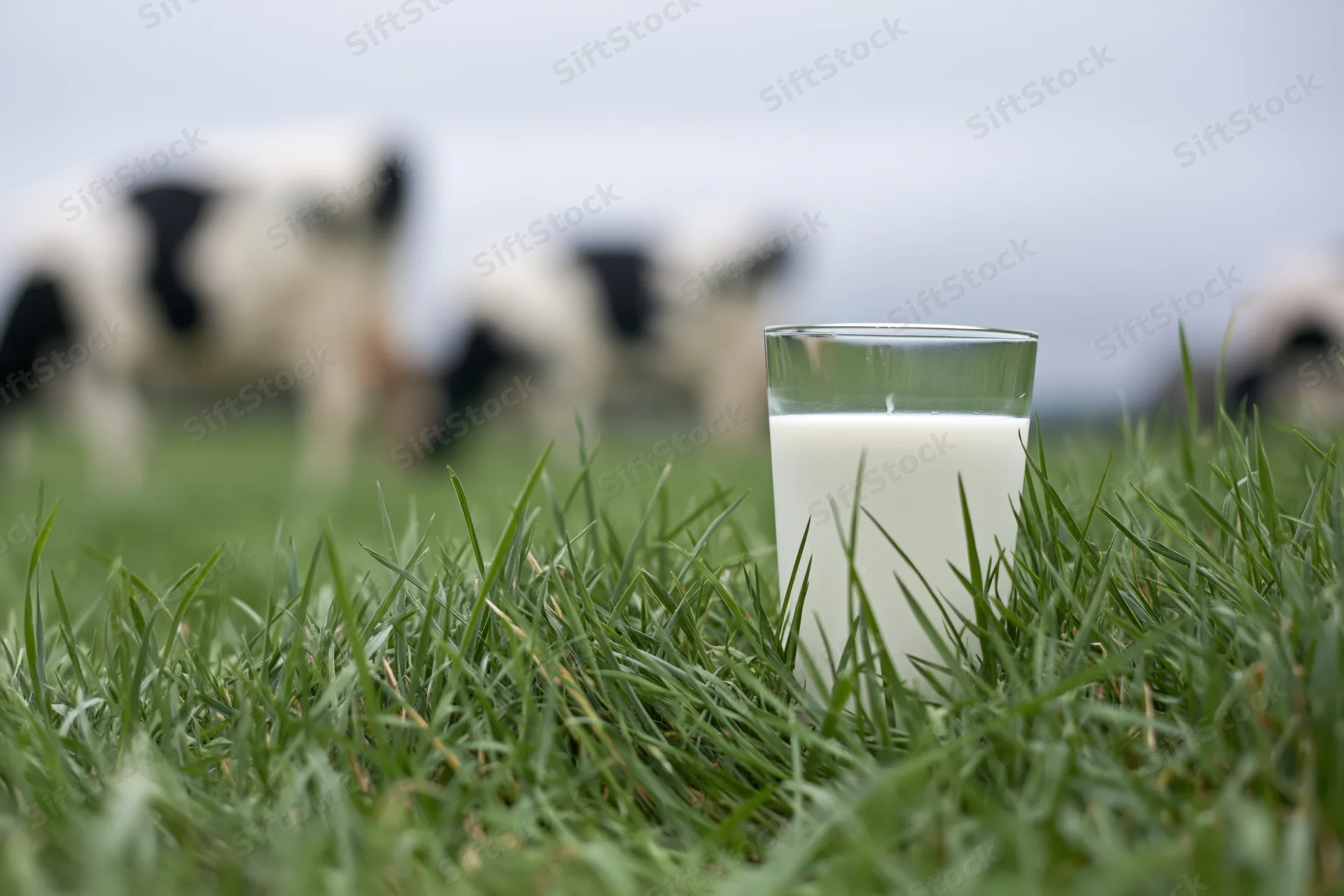Glass of milk in green grass with cows grazing in background