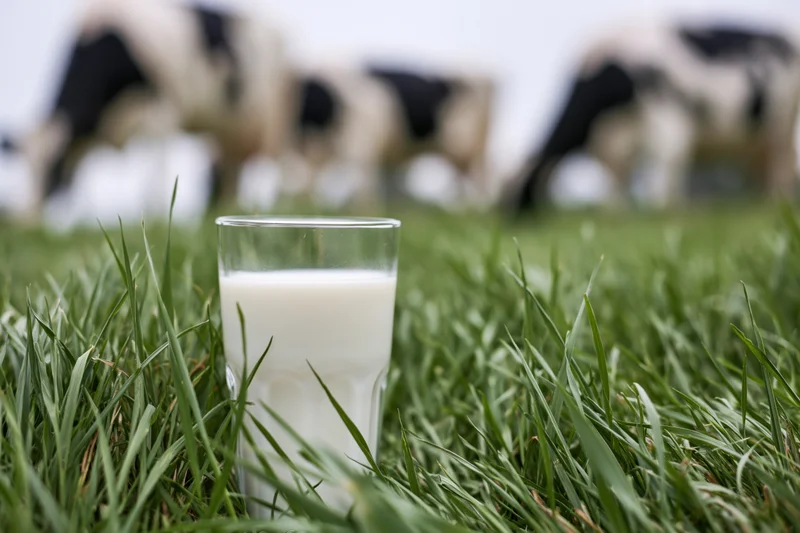 Clear glass of fresh milk in thick green grass outdoors