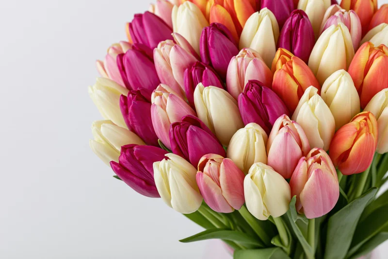 Dense bouquet of mixed tulips in cream, pink, magenta and orange arranged against white background
