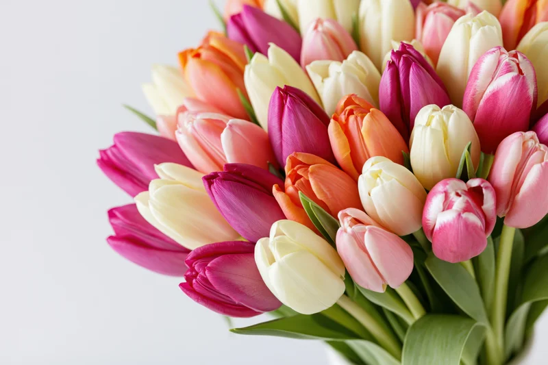 Dense bouquet of mixed tulips in cream, pink, magenta and orange arranged in a white vase against a plain white background