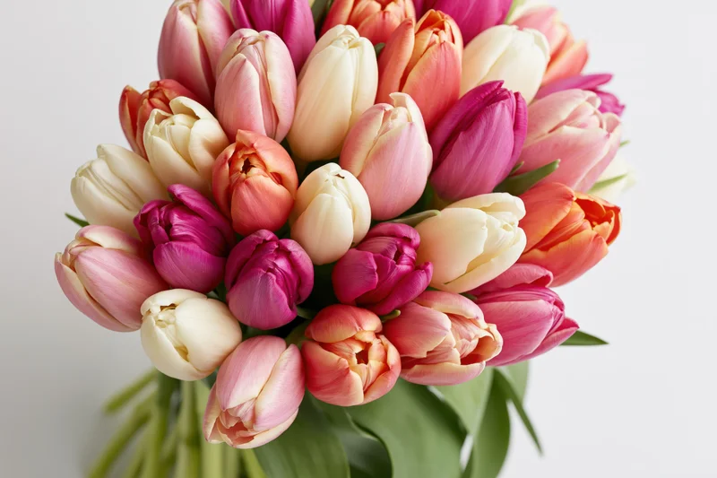 Dense bouquet of mixed tulips in pink magenta cream and orange arranged against white background