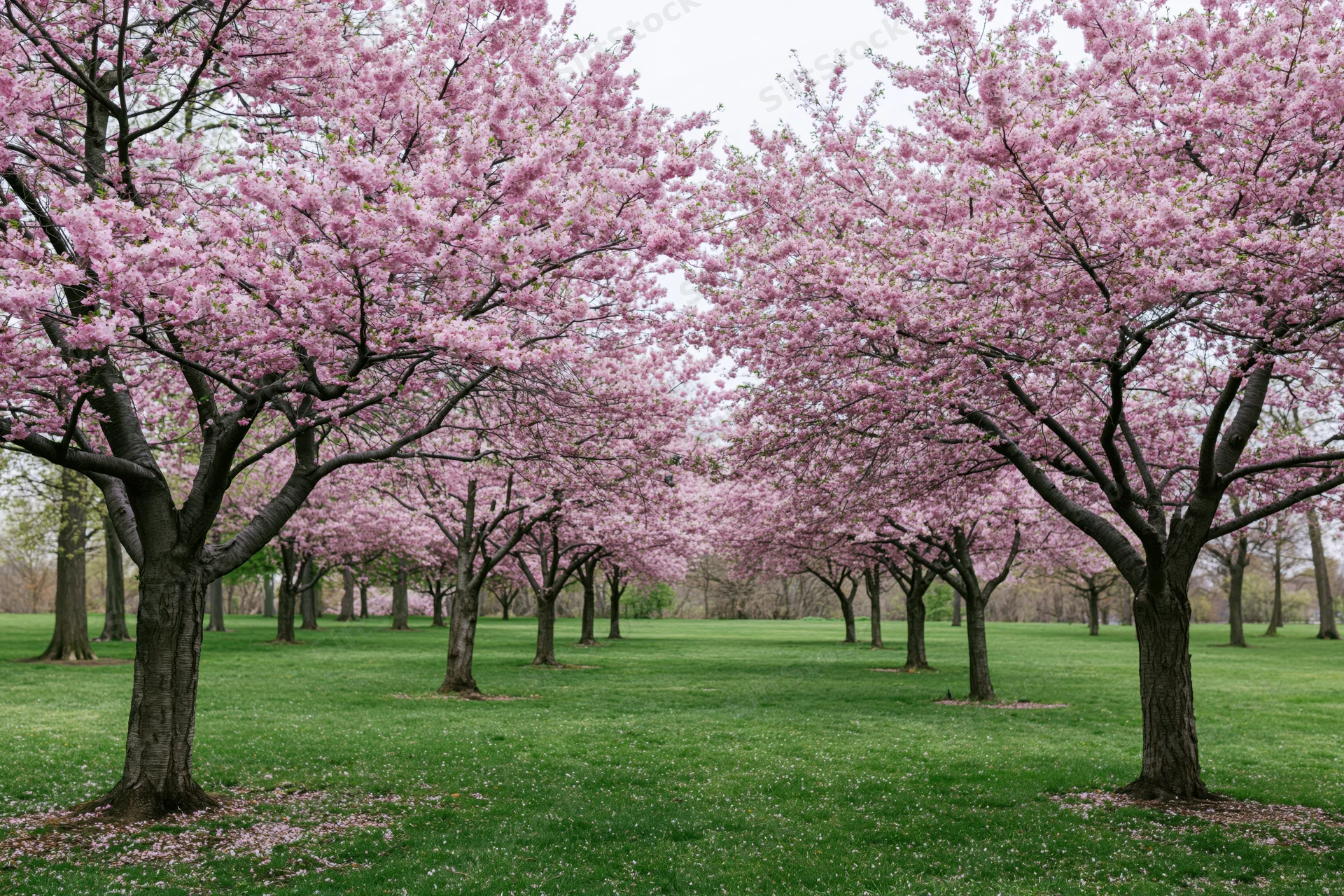 Cherry blossom trees in full bloom lining a grassy park pathway