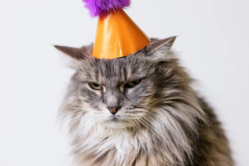 Fluffy grey tabby cat wearing orange party hat with purple pompon, studio portrait against white background