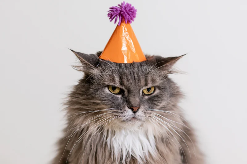 Fluffy grey tabby cat wearing orange party hat with purple pompon, studio portrait against white background