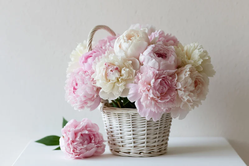 Pink and cream peonies arranged in a white wicker basket on a table