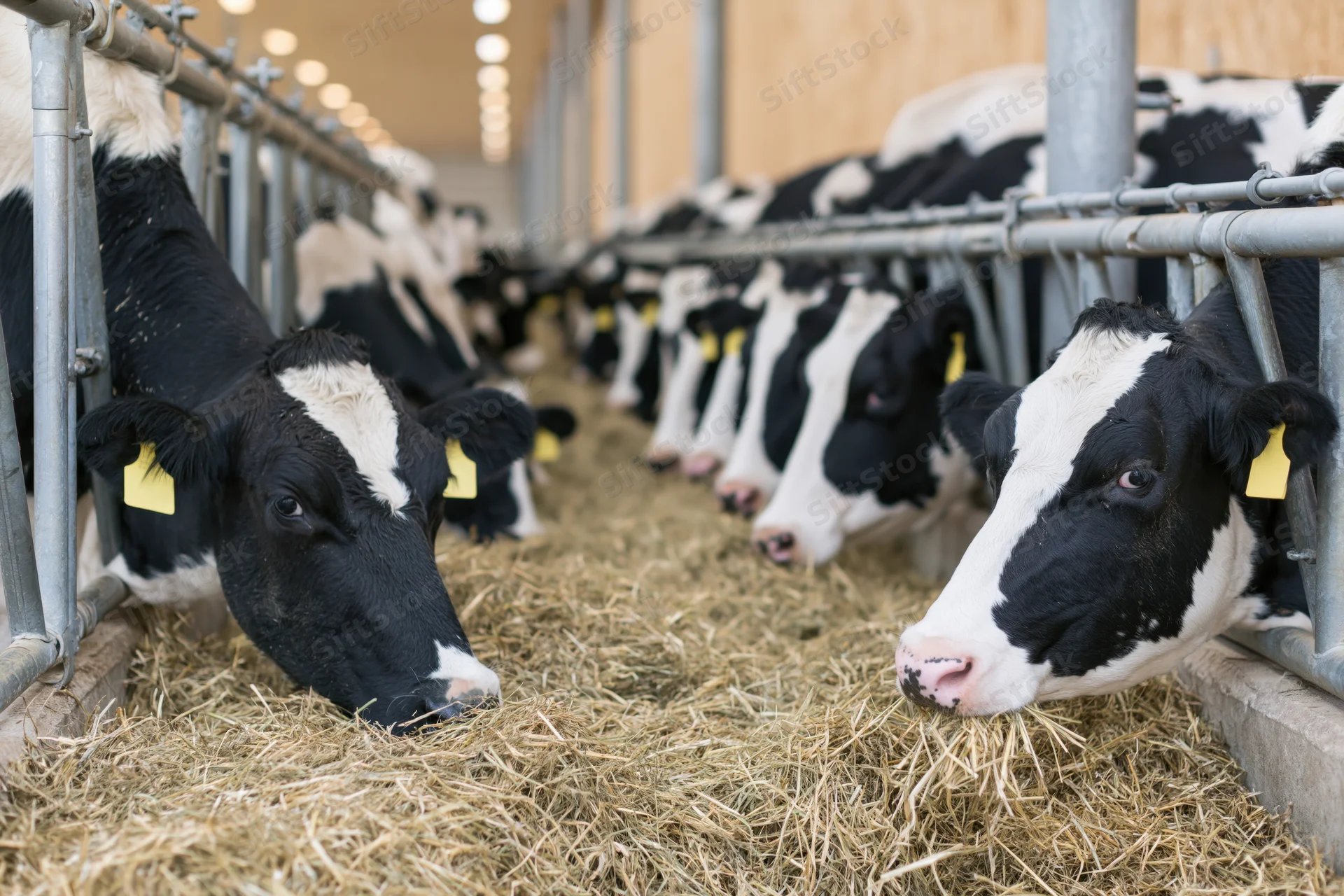 Row of holstein dairy cows feeding on hay in a barn