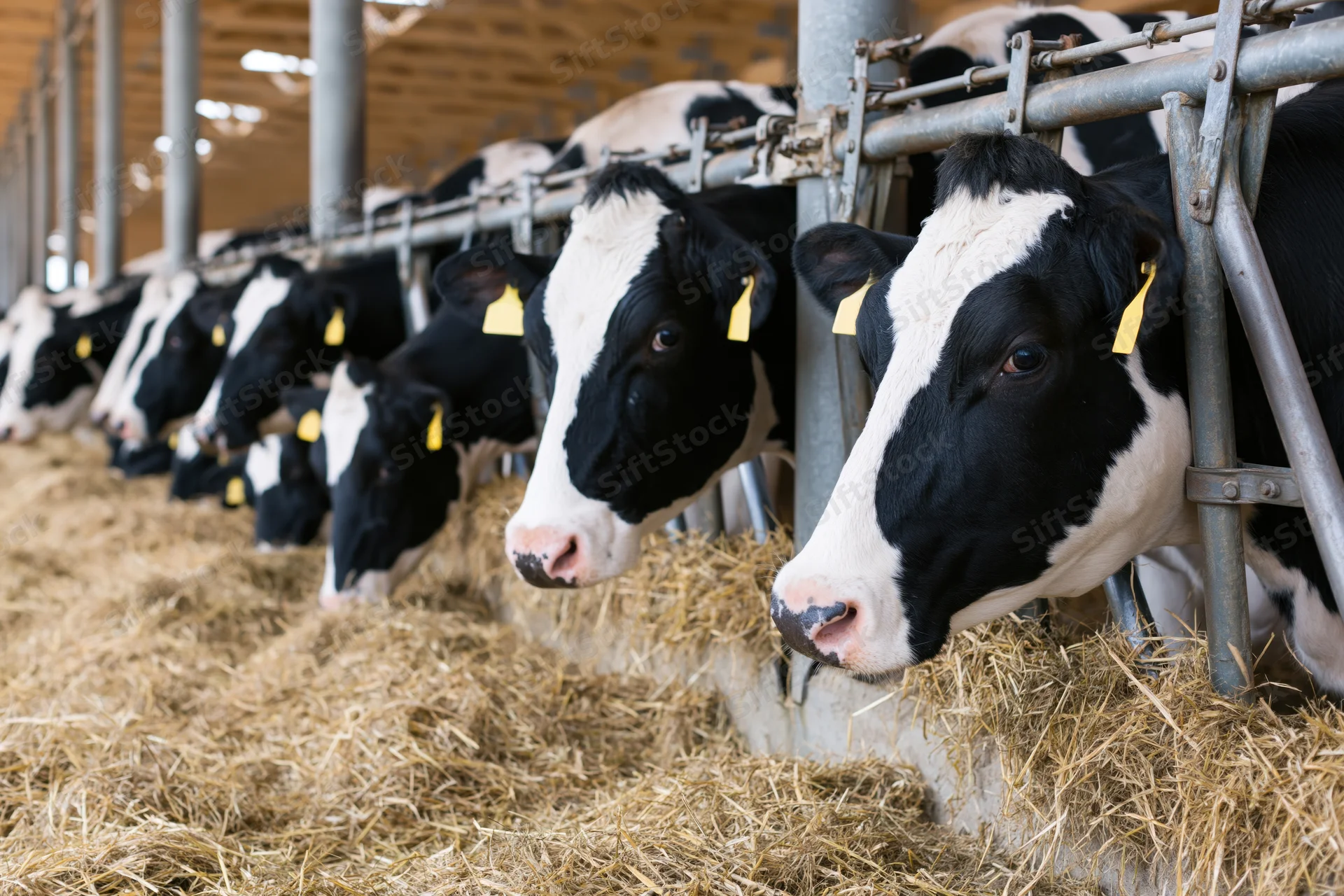 Row of holstein cows feeding on hay in a barn trough