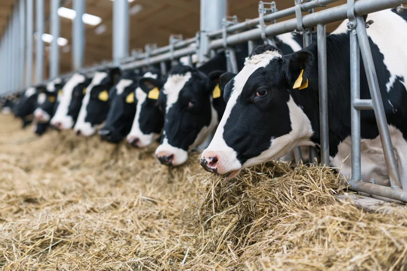 Row of holstein cows feeding on hay in a barn