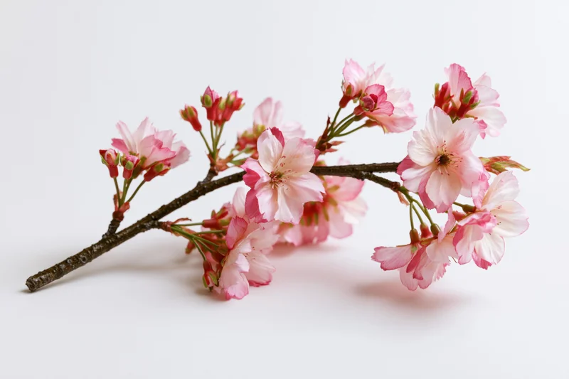 Cherry blossom branch with pink and white flowers on white background