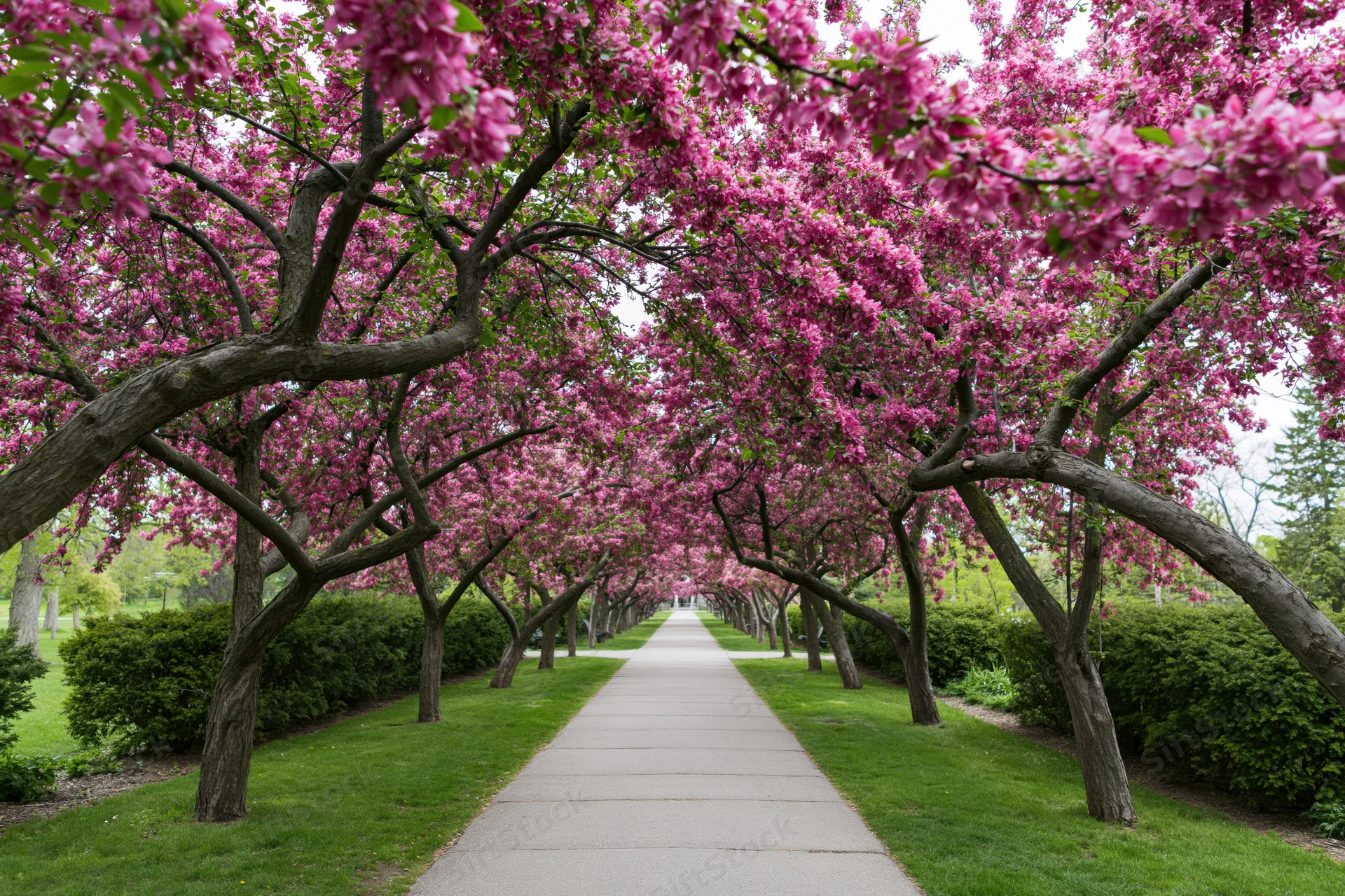 Straight paved path lined with blooming pink cherry trees in a public park