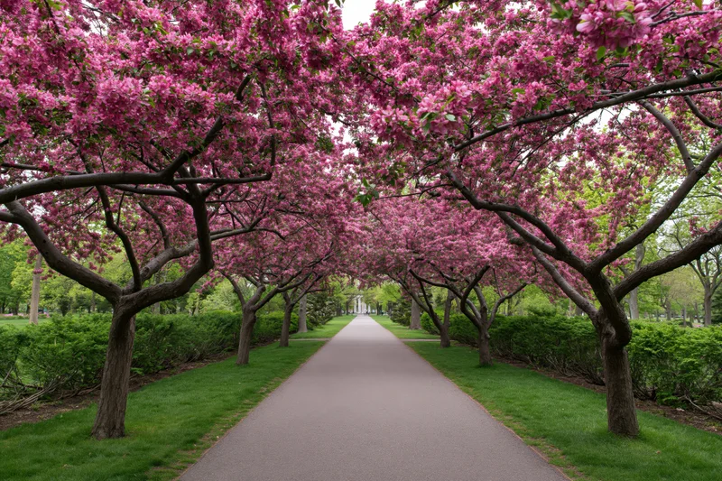 Paved path lined with blooming cherry trees in a public park