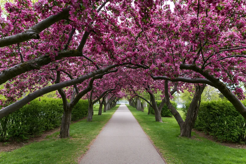 Paved path lined with blooming cherry trees in a public park