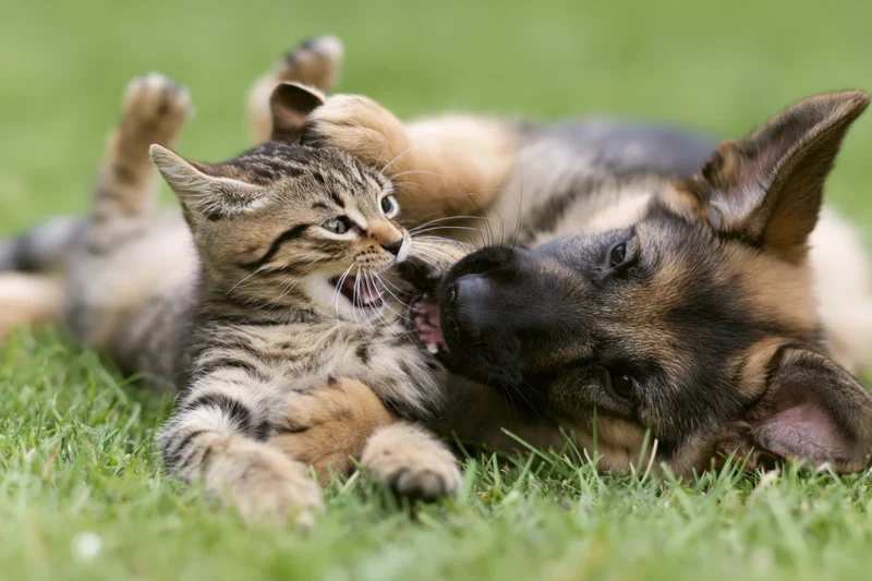 Tabby kitten and german shepherd puppy playfully rolling on grass together