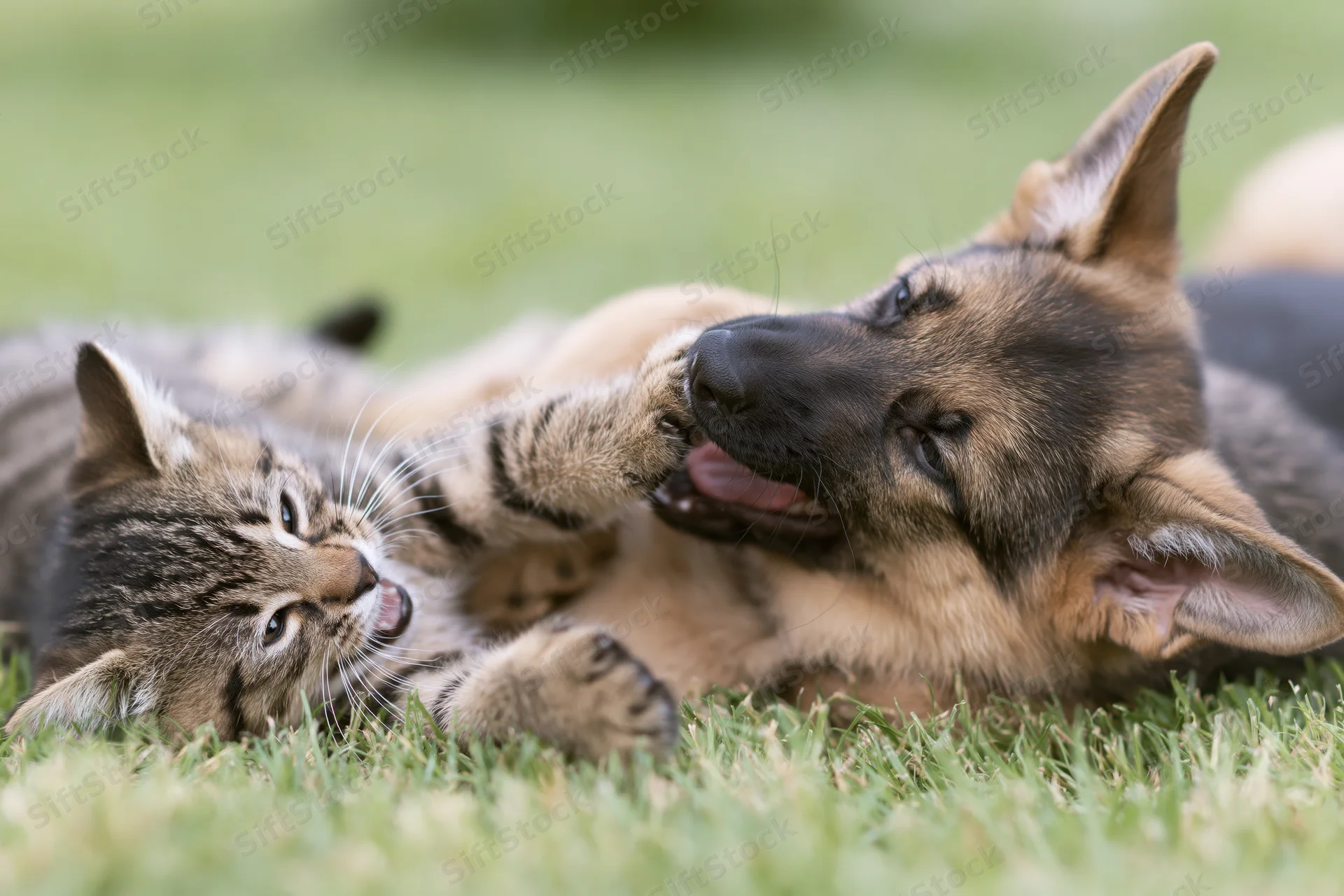 Tabby kitten and german shepherd puppy playfully rolling on grass together