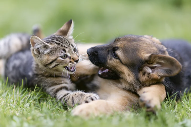 Tabby kitten and german shepherd puppy playing together on grass