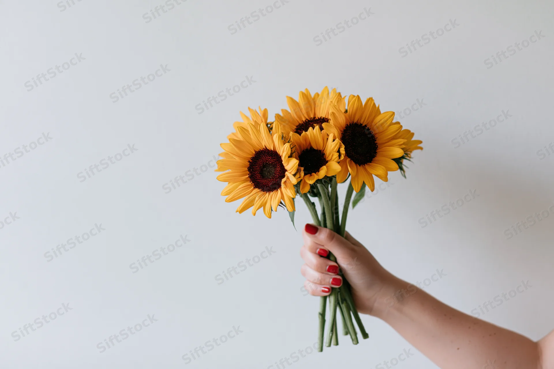 Woman's hand holding a small bouquet of sunflowers against a white background