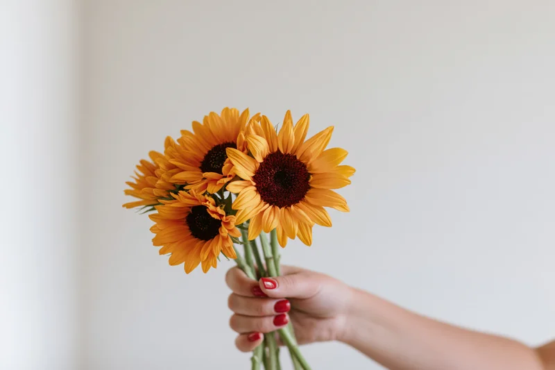 Woman's hand holding a small bouquet of sunflowers against a white wall