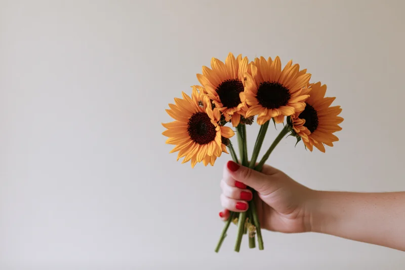Woman's hand holding a small bouquet of sunflowers against a plain background