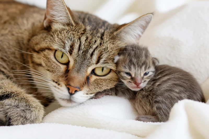 Mother tabby cat resting with newborn kitten on white fleece blanket