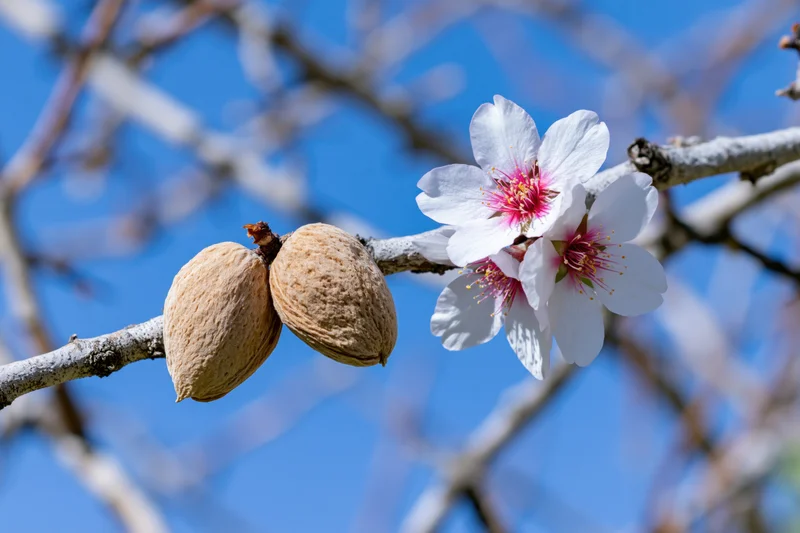 Almond tree branch with blossoms and dried almond shells against blue sky