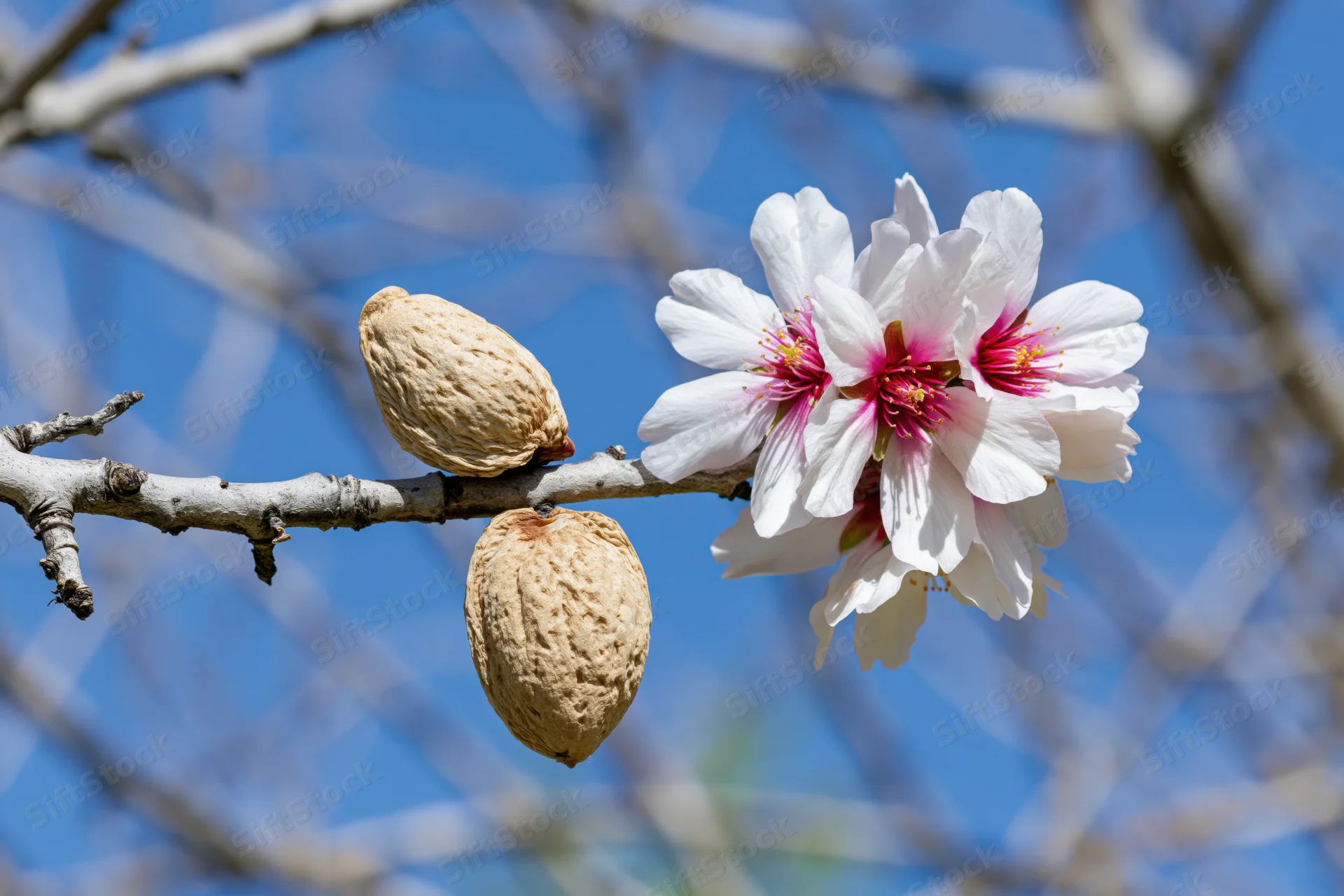 Almond tree branch with white blossoms and dried almond shells against blue sky