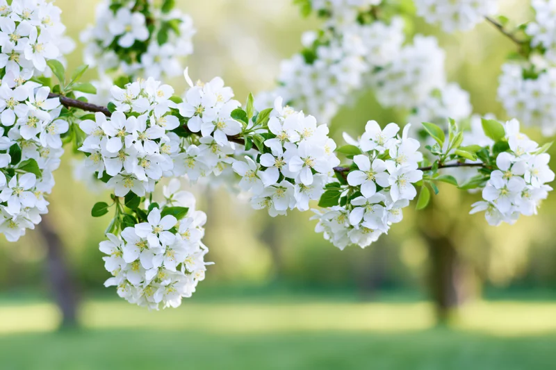 Apple tree branch covered in white blossoms and green leaves in a garden setting