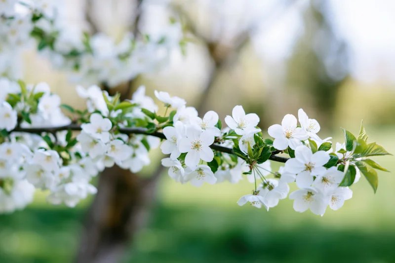 Apple tree branch with white blossoms and green leaves in spring garden