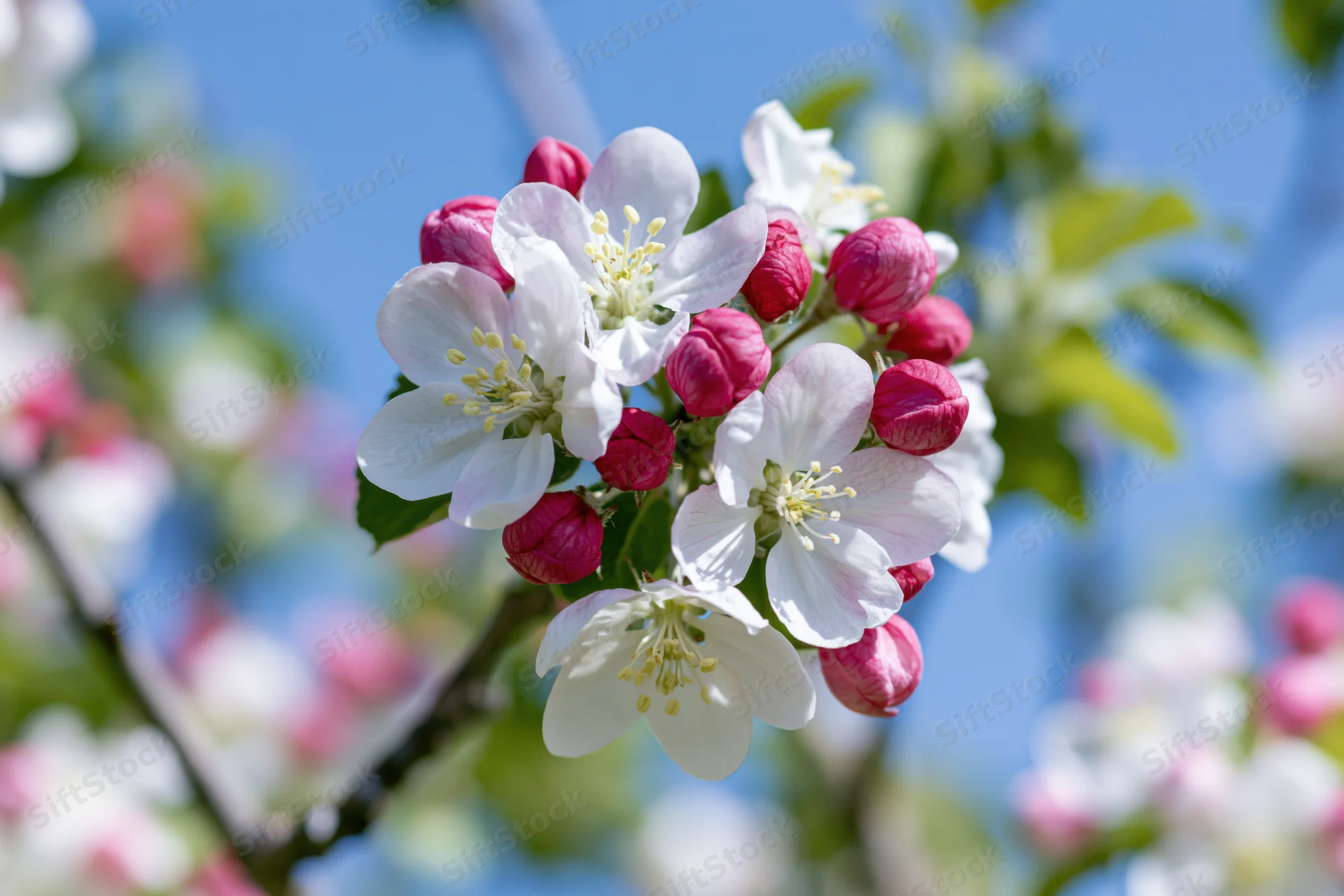 Closeup of white and pink apple blossoms on a branch against a blue sky in spring