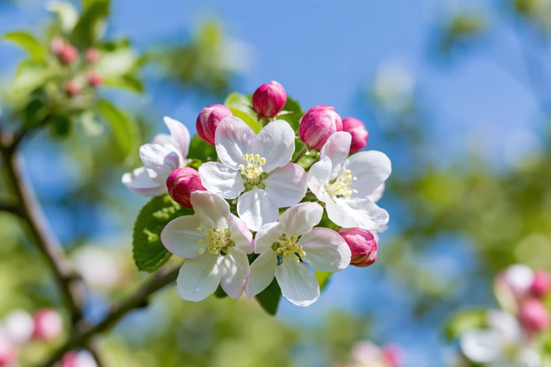 Apple tree branch with white and pink blossoms in spring bloom against blue sky