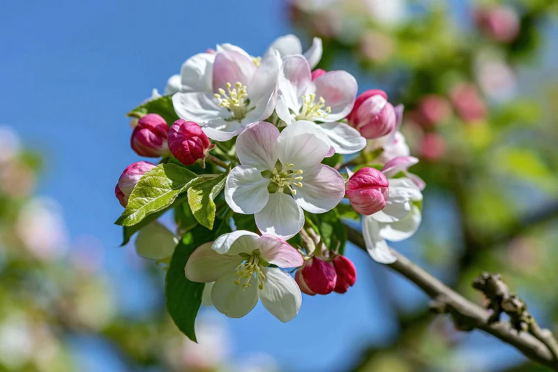 Apple tree branch with white and pink blossoms blooming against blue sky