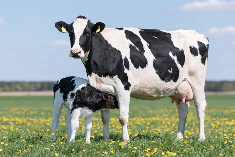 Black-and-white holstein cow nursing her calf in a green pasture dotted with yellow flowers
