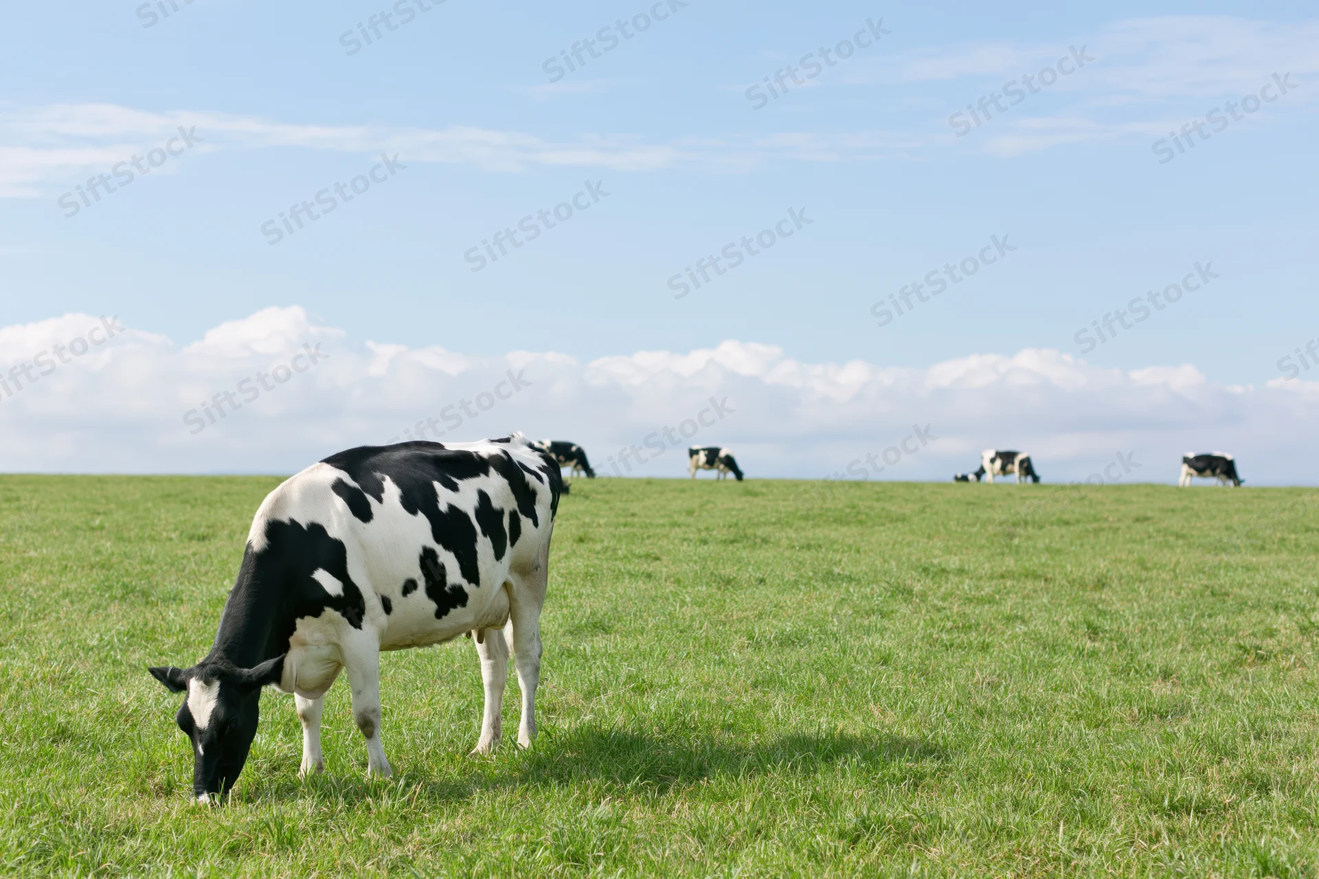 Holstein cow grazing in a green pasture under a blue sky with scattered clouds