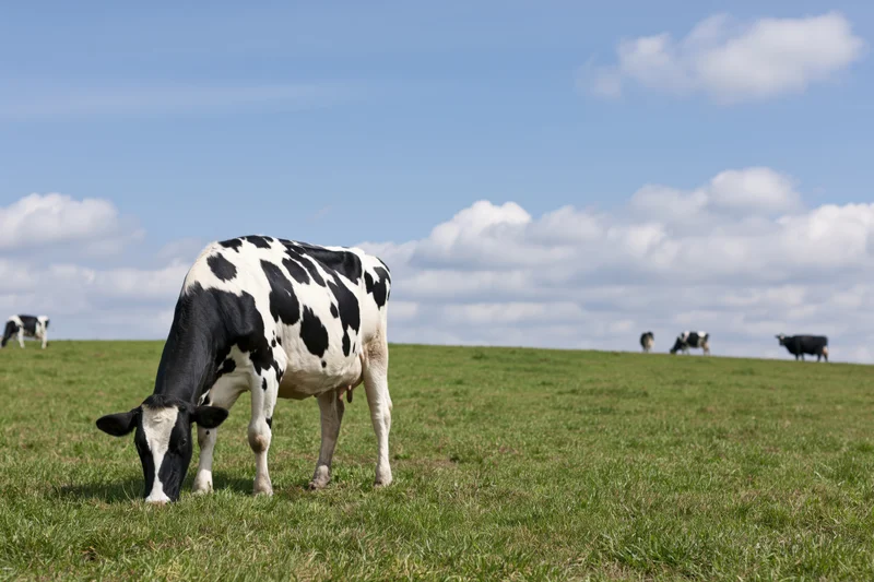 Holstein cow grazing in a green pasture under a blue sky with scattered clouds