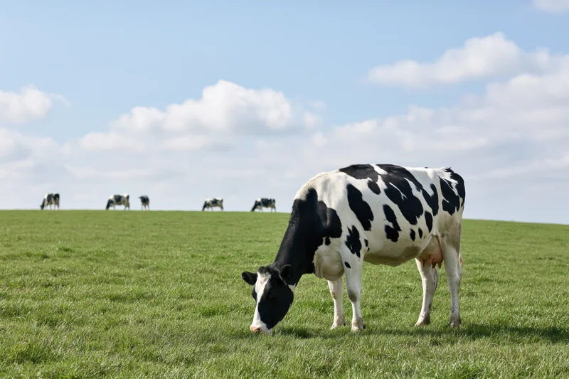 Black and white Holstein dairy cows grazing on a flat pasture