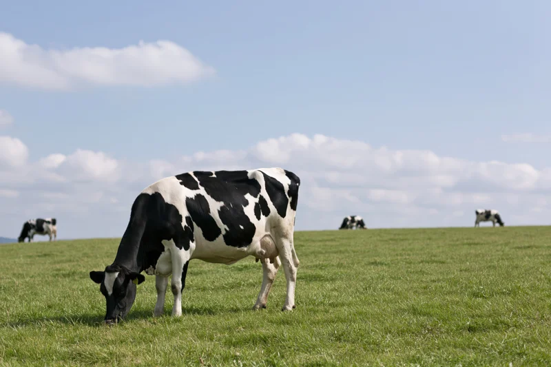 Holstein cow grazing on a green pasture under a partly cloudy sky