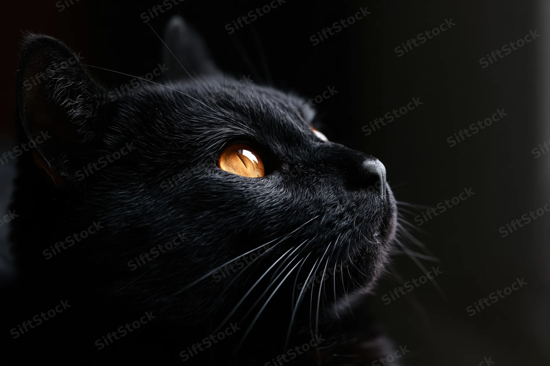 Black cat in profile gazing upward with amber eyes in shadowed lighting